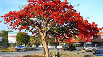 TLV 4: Luyện tập xây dựng kết bài trong bài văn miêu tả cây cối