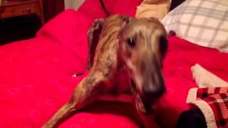Mosley the greyhound spinning