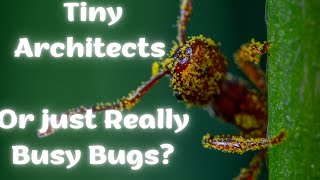 ANTS: Small Сreatures - Big Achieves! by Super Wise 184 views 5 months ago 5 minutes, 9 seconds