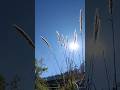 @Amazing View #Naturalbeauty #beautiful #flowers #awesome #naturalart  #natureandmyskills #ytshorts