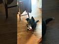 Crunchy Snacks #amsr #dog #snacks #funny #viralvideo #viralshorts #pets #dogshorts #dogs