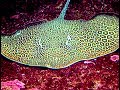 ヒョウモンオトメエイ Honeycomb stingray Himantura uarnak