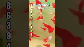 Nine Gold Aquarium Badlapur #RedGappi#fish#fishtank #aquarium #badlapur#ambarnath
