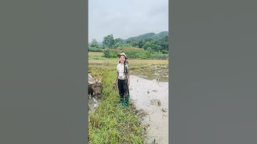 Nét đẹp lao động .gái tuyên quang - việt nam 🇻🇳