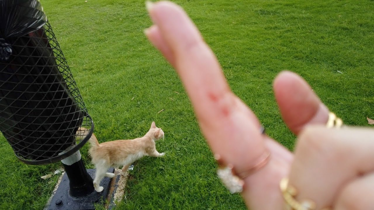 Got Scratched By A Cute Cat😍 | Salam Park | Riyadh | Vlog | Rodela Hiba