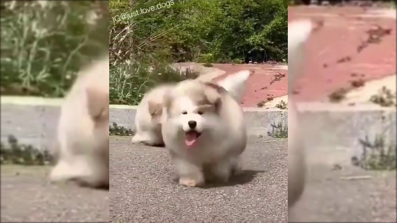 Try Not To Laugh or Grin While Watching Funny Animals Compilation #2