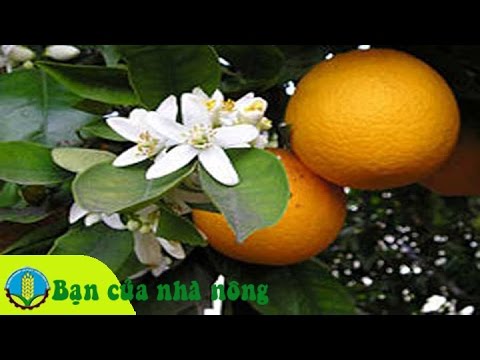 Video: Mùa hoa cam quýt: Khi nào hoa cam quýt nở