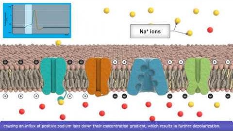 Detailed Animation on Action Potential