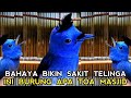 STOP  !! JANGAN BERANI RAWAT BURUNG SATU INI KALO GAK MAU DIMARAHIN TETANGGA