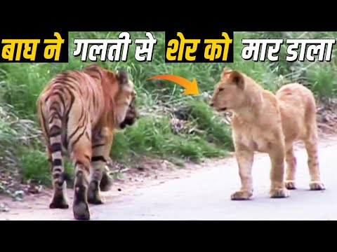 वीडियो: बाघ को कैसे ढालना है