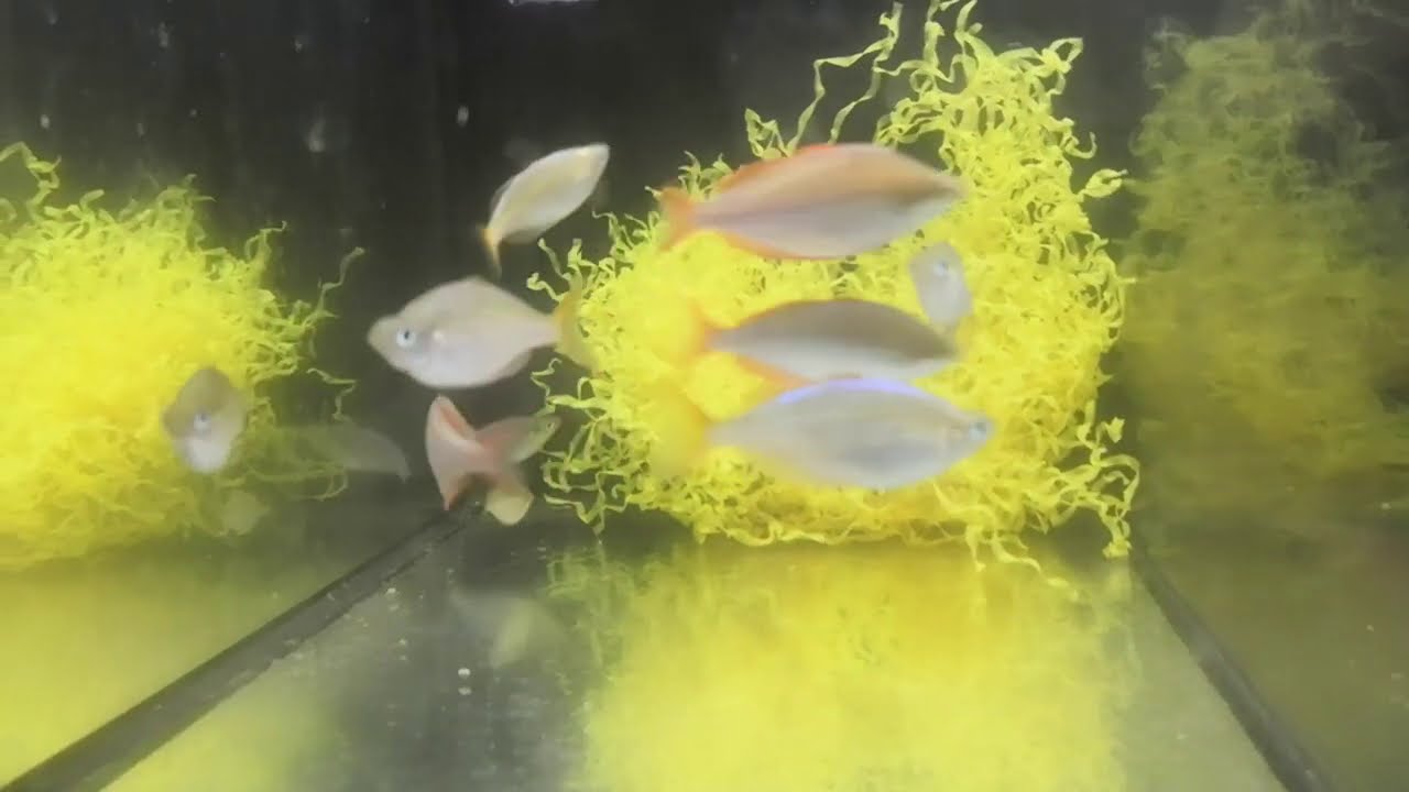 Неоновые радужницы Учимся разводить