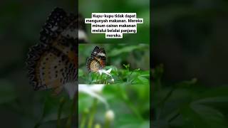 Kupu kupu tidak bisa Mengunyah