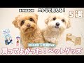 【おすすめグッズ5選】買ってよかった！ペットグッズ2023年下半期Ver. 【犬用品】