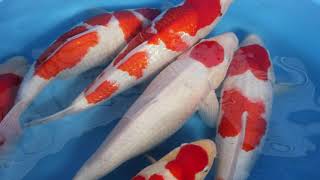 Miyatora Nisai Kohaku 121B