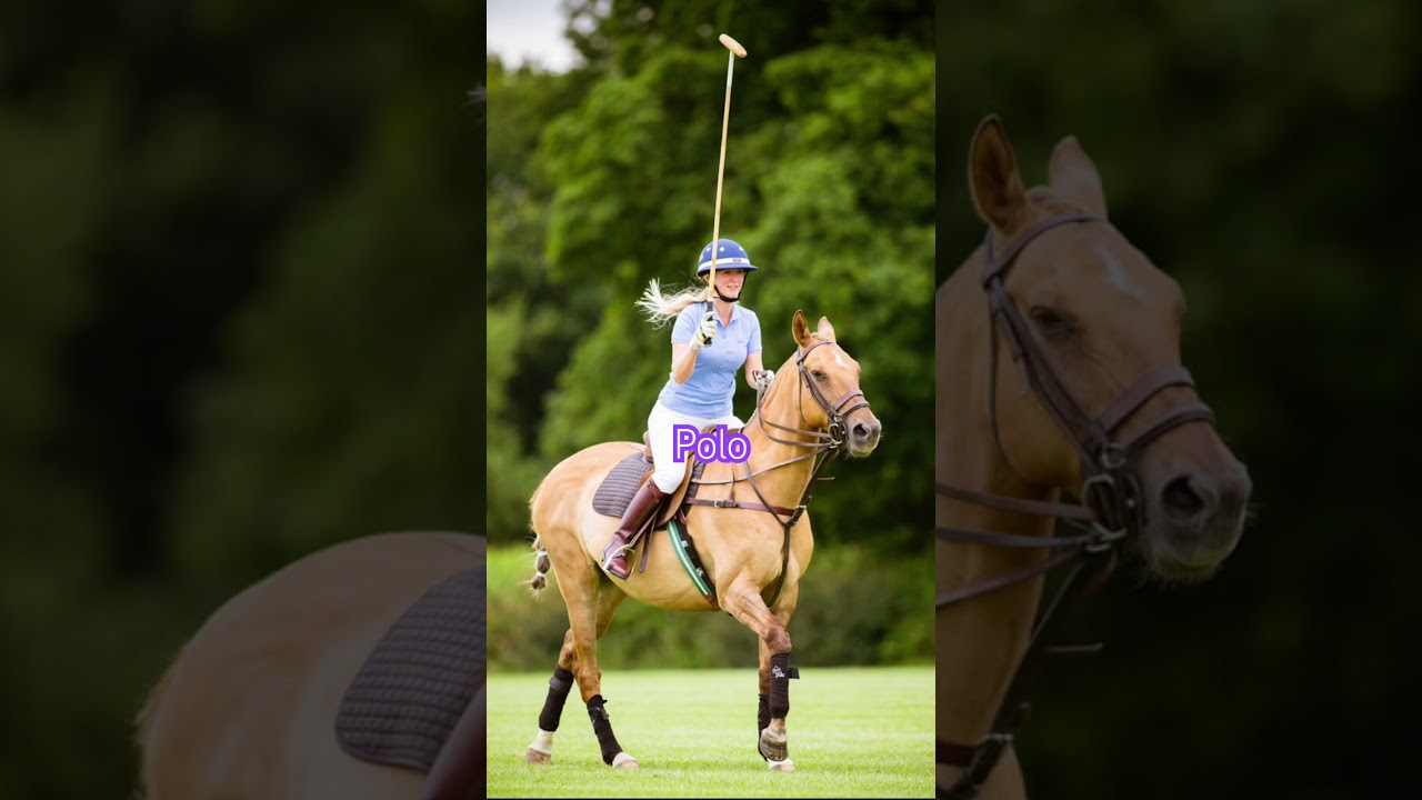 Hunter Jumper for me! 