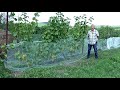 Плодовый питомник ЛПХ Макаревич   метод защиты поспевающего винограда от вредителей, 04 09 2021 г