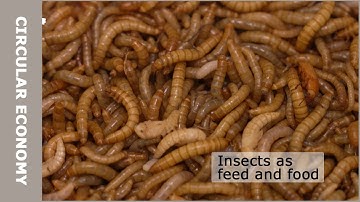 Turning tiny insects into sustainable feed and food