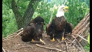 Three fish from Supermom! Decorah Eagles. 09.37 \/ 18 June 2018