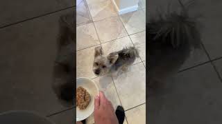 Benny the Snorkie just groomed and eating dinner Blue Moist Dog Food 12/3/25