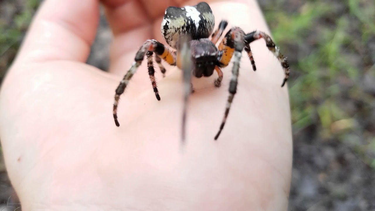 herping gear Giant Lichen Orbweaver
