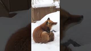 A fire fox sighting in the backyard! What a sweet surprise!