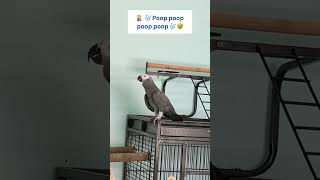 🔊⬇️ Please - 🎶 More of Happy and Talkative Parrot Jack 🦜😅 #africangrey #talkingparrot #funnyparrot by Rocky and The Flock 330 views 3 months ago 1 minute, 2 seconds