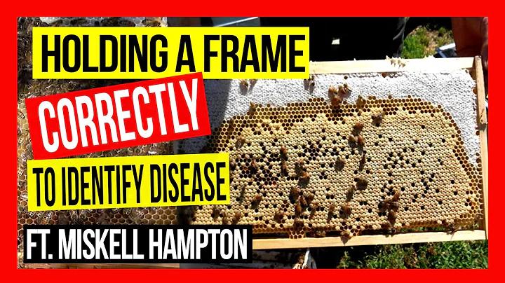 Holding a Bee Frame Correctly [to Identify Disease] ft Miskell Hampton