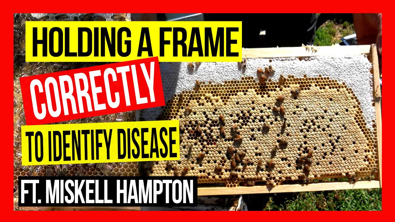 Holding a Bee Frame Correctly [to Identify Disease] ft Miskell Hampton ...