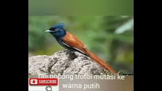 perbedaan burung tali pocong warna putih dengan warna coklat.