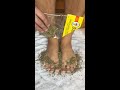 Just put oregano on your feet before bed and see this! 💤🌿