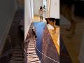 #funny #cat #cute FurRealChaosg😰