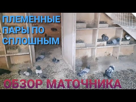 Племенные пары по
