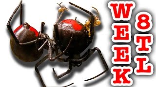 Redback Spiders Tank Of Life And Death Week 8 Time Lapse
