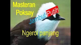 Masteran Poksay jambul putih ngerol panjang #kicaumania #masteran #poksay #burungkicau #birds