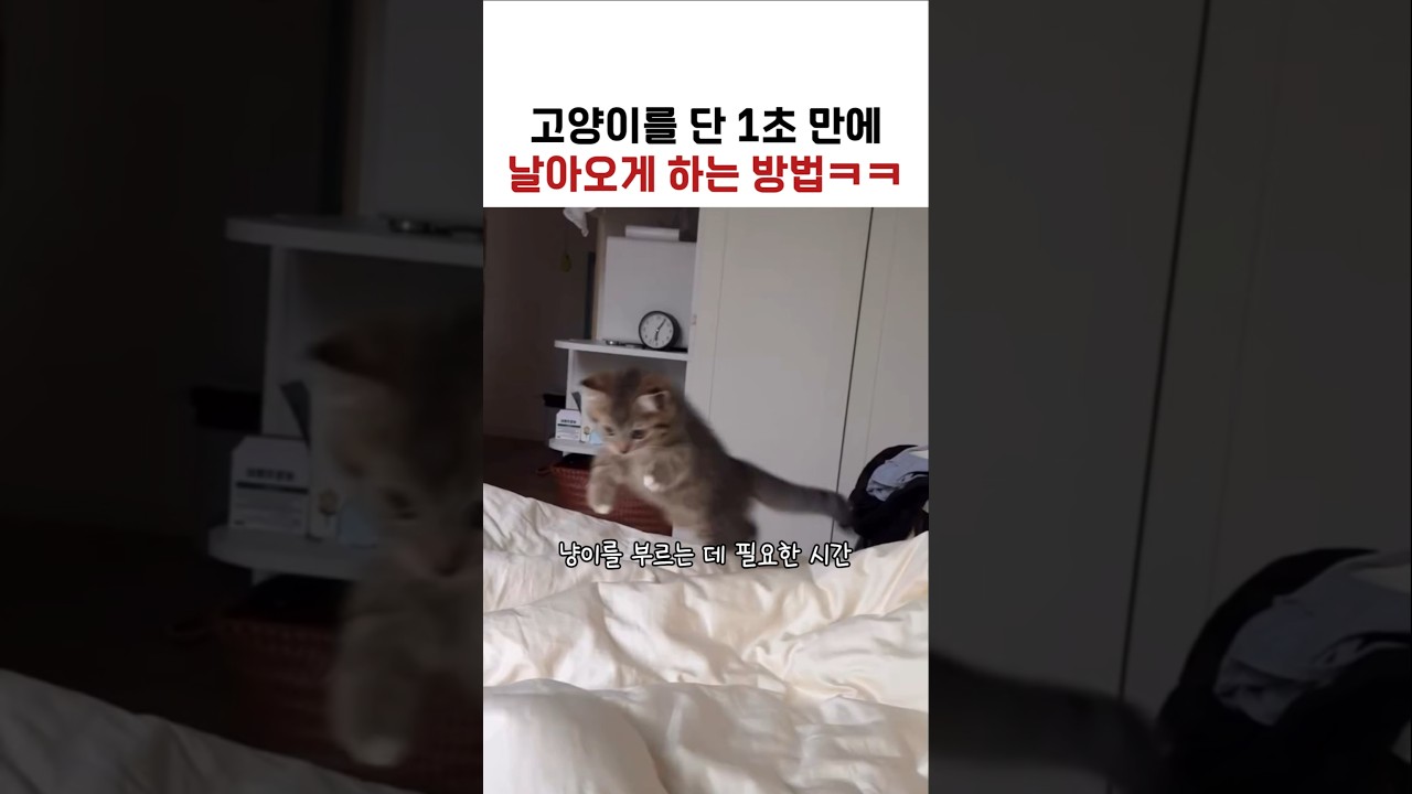 아기냥이 1초 만에 날아오게 하는 방법ㅋㅋ