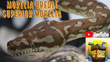 Morelia Bredli the Superior Morelia