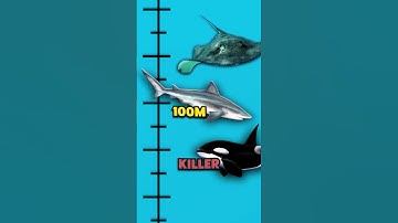 How Deep Does The Ocean Go?