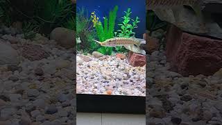 feeding pet pike & large mouth bass. #nativefish #pike #musky #largemouthbass #pikeattack #viral