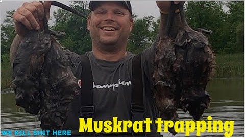 muskrat trapping in a small pond (part 3)