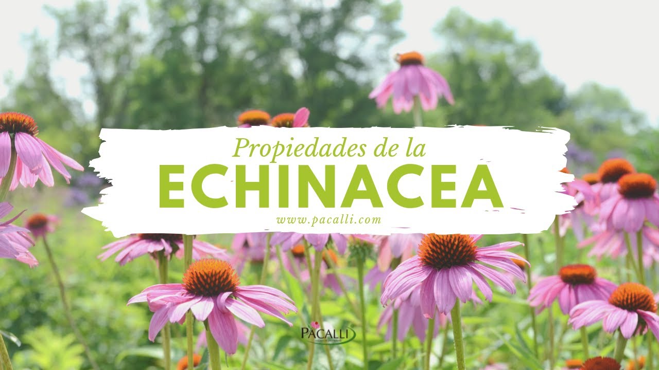 Propiedades de la Echinacea - YouTube