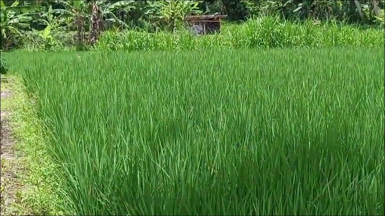 Dijual tanah sawah murah di barat SMK Muh 2 tempel, Sleman. Yogyakarta