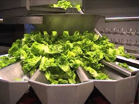 Video: Salata Od Listova