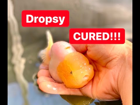 Video: Treatment Of Dropsy With Folk Remedies And Methods