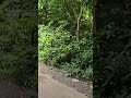 Balurghat Forest