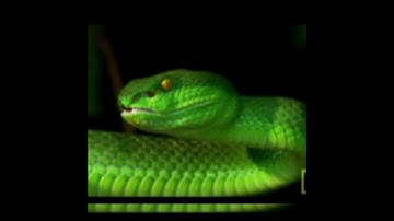 GREEN TREE PYTHON 🐲🐲/Most Venomous Snakes #snake #short #shortbeta