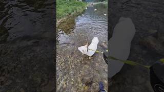 가평 물개 시골 강아지 #시골생활 #강아지 #집사