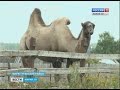 Мари-Турекские фермеры выращивают верблюдов - Вести Марий Эл