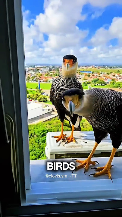 Unbelievable A Hungry Bird Finds A True Friend 😱 #shorts