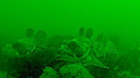 Underwater Footage of Sculpin Striking a Jig