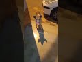 ح١ مسلسل حق عم علي